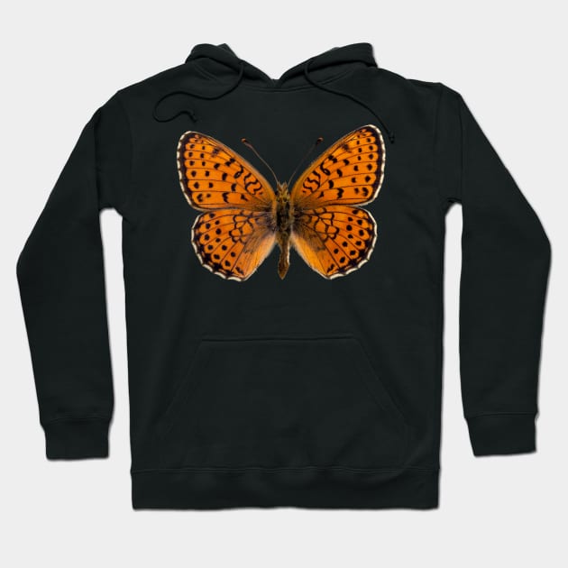 Special Black and Orange Butterfly | Entomology Lover Hoodie by gronly